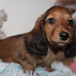 Girl 1 - Red female Dachshund puppy in Craig, Colorado from Rocky Mountain Shih Tzus and Dry Creek Miniature Dachshunds