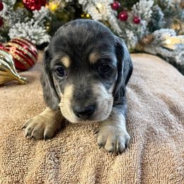 Dachshund puppies from Cynthia’s Royal Dachshunds