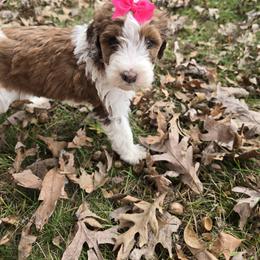 Bernedoodle and Goldendoodle Puppies from Granton Creek