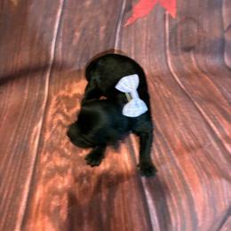 Cece - Black female Havapoo puppy in Brookings, South Dakota from Hofer Pups