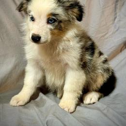 Blue female 3 - Blue merle female Miniature Australian Shepherd puppy in Lemon Cove, California from Magic Ranch Mini Aussies