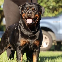 Mandy - Rottweiler