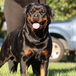 Mandy - Rottweiler