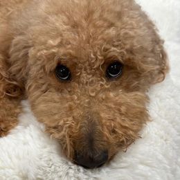 Minnie - Poodle