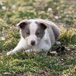 Izzy - Lilac female Border Collie puppy in Washburn, Missouri from BS Farms
