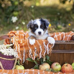 Miniature American Shepherd Puppies from Lone Pine Miniature American Shepherds