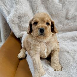 Bentley - Buff male Cockapoo puppy in Lucas, Ohio from Willow Lane Puppy