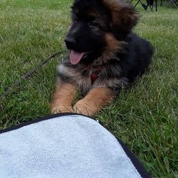 German Shepherd Puppies from GradyHaus