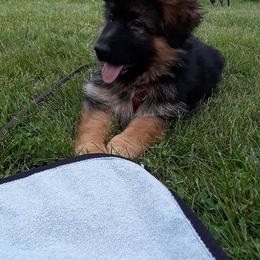 German Shepherd Puppies from GradyHaus