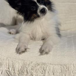 Papillon Puppies from Lena Cherkas