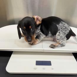 Spirit - Piebald male Dachshund puppy in Irving, Texas from DFW Dachshunds by G & S