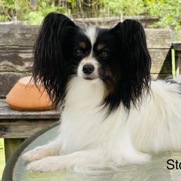 Stoli - Papillon