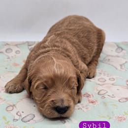Sybil - Apricot female Goldendoodle puppy in Neillsville, Wisconsin from Granton Creek