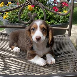 Dachshund Puppies from Benji’s Babies