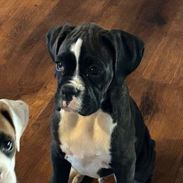 Jace - Brindle male Boxer puppy in Bonesteel, South Dakota from KP Boxers