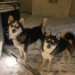 Kona - Pomsky