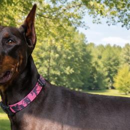Doberman Pinschers from Jossie J's Dobermans