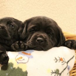 Labrador Retriever Puppies from Jody Parisi's Dunluce Labrador Retrievers