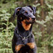 Nela - Beauceron