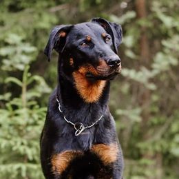 Nela - Beauceron