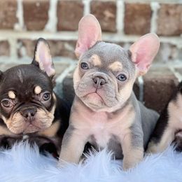 French Bulldogs from Southern Charm Frenchie