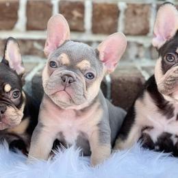 French Bulldogs from Southern Charm Frenchie