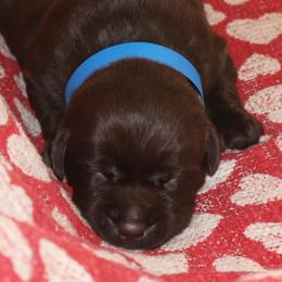 Riot - Chocolate male Labrador Retriever puppy in Camden, Indiana from Camden's Caring Canines
