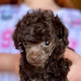 Coco - Cafe au lait female Poodle puppy in Travelers Rest, South Carolina from Cotton Top