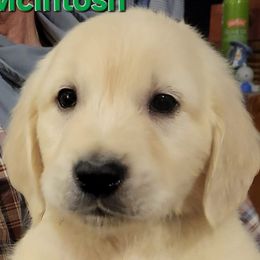 McIntosh from Apple of My Eye Litter, boy - Light golden male Golden Retriever puppy in Fithian, Illinois from LOMAH Retrievers