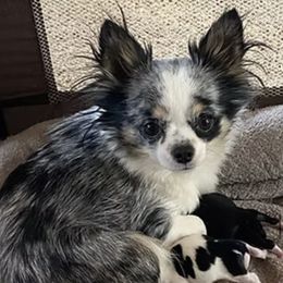 Party Girl - Chihuahua