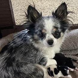Party Girl - Chihuahua