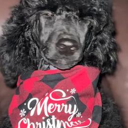 Girl 3 - Black Poodle puppy in Barry, Texas from Hightopp Standard Poodles
