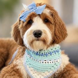 Goldendoodles from RVA DOODLES, LLC