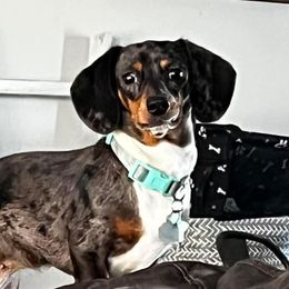 Ivy - Dachshund