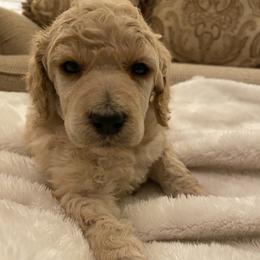 Sorcha - Apricot female Poodle puppy in Texarkana, Arkansas from Luxe N Libby