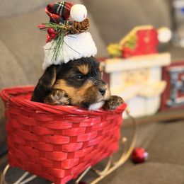 Kobe - Black and tan male Yorkshire Terrier puppy in Georgia from Nalley Kennels