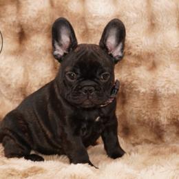 Boy 2 - Brindle male French Bulldog puppy in Schaumburg, Illinois from A & B French Bulldogs