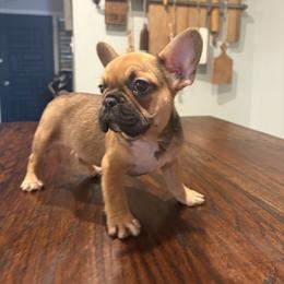 Chief - Liver male French Bulldog puppy in Garland, Texas from Brewer's Doodles and French Bulldogs