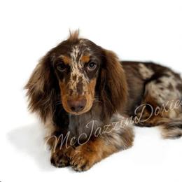 Rusty - Dachshund