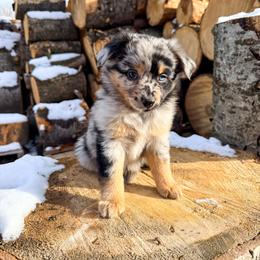 Miniature American Shepherd and Miniature Australian Shepherd Puppies from Sugartop Minis