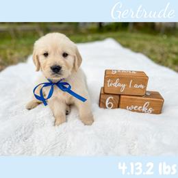 Golden Retriever Puppies from All shades Golden