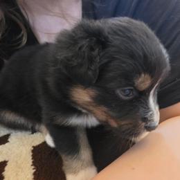 Mai Tai   Boy 1 - Black tri-color male Australian Shepherd puppy in Maryland from Lake Shore Australian Shepherds