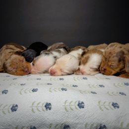Dachshund and Great Dane Puppies from CarolinaDachshunds