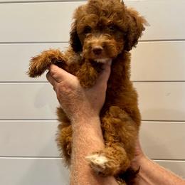 Brown Collar Mini Boy - Phantom male Goldendoodle puppy in San Augustine, Texas from Vintage Doodles