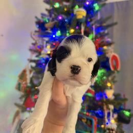 Pfannee - Black and white male Cocker Spaniel puppy in Hickory, North Carolina from Home Grown Cocker Spaniels