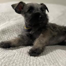 Ford - Salt and pepper male Miniature Schnauzer puppy in San Diego, California from KMS-Miniature Schnauzers