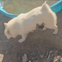 Rain -upcoming 2027-2028 - Schipperke