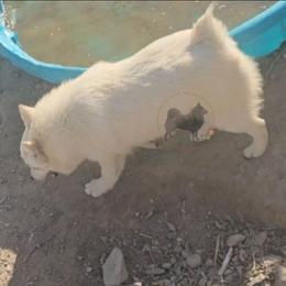 Rain -upcoming 2027-2028 - Schipperke