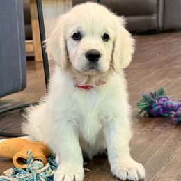 Red Collar-Ready now - Light golden female Golden Retriever puppy in Pentwater, Michigan from Dumaw Creeks Pups
