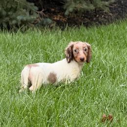 Brown dapple  Piebald - Skittles - Dapple female Dachshund puppy in Springfield, Ohio from LUXEYPUPS